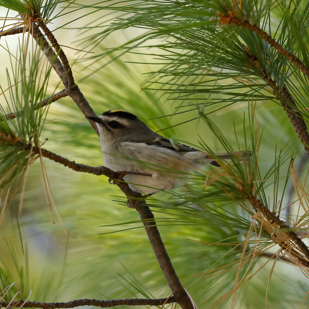 Golden-crowned Kinglet - ML500739361