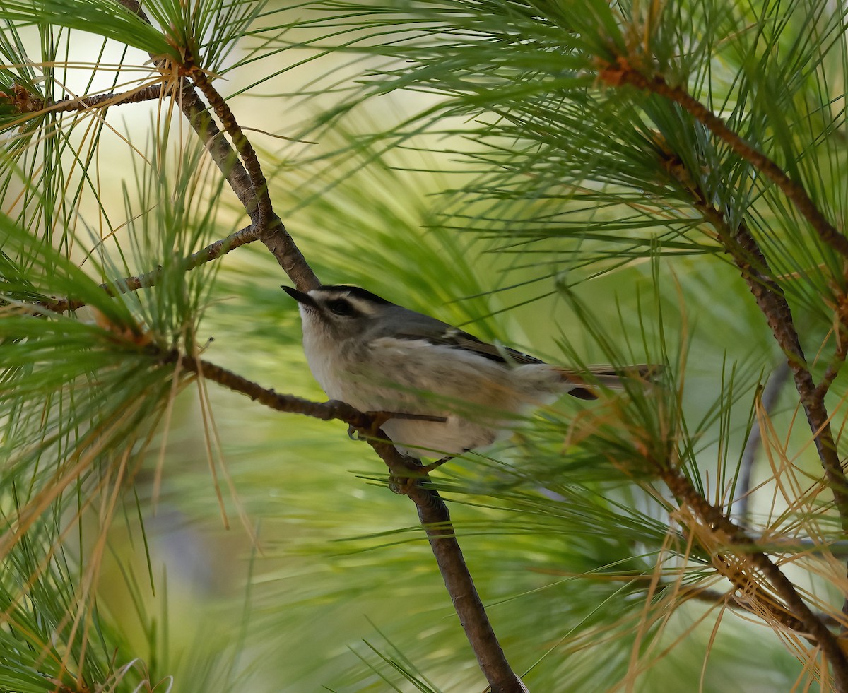 Golden-crowned Kinglet - ML500739391