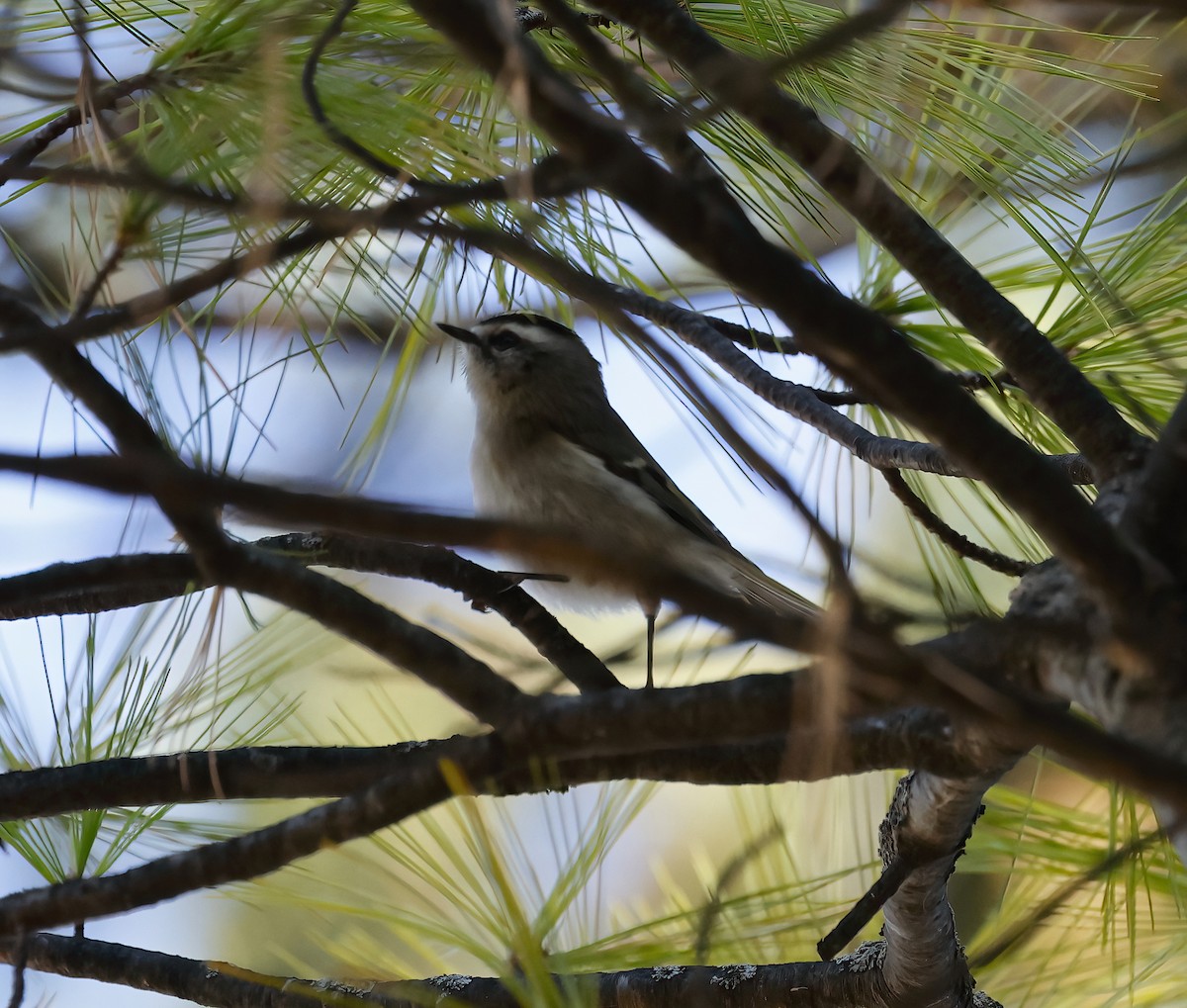 Golden-crowned Kinglet - ML500739461