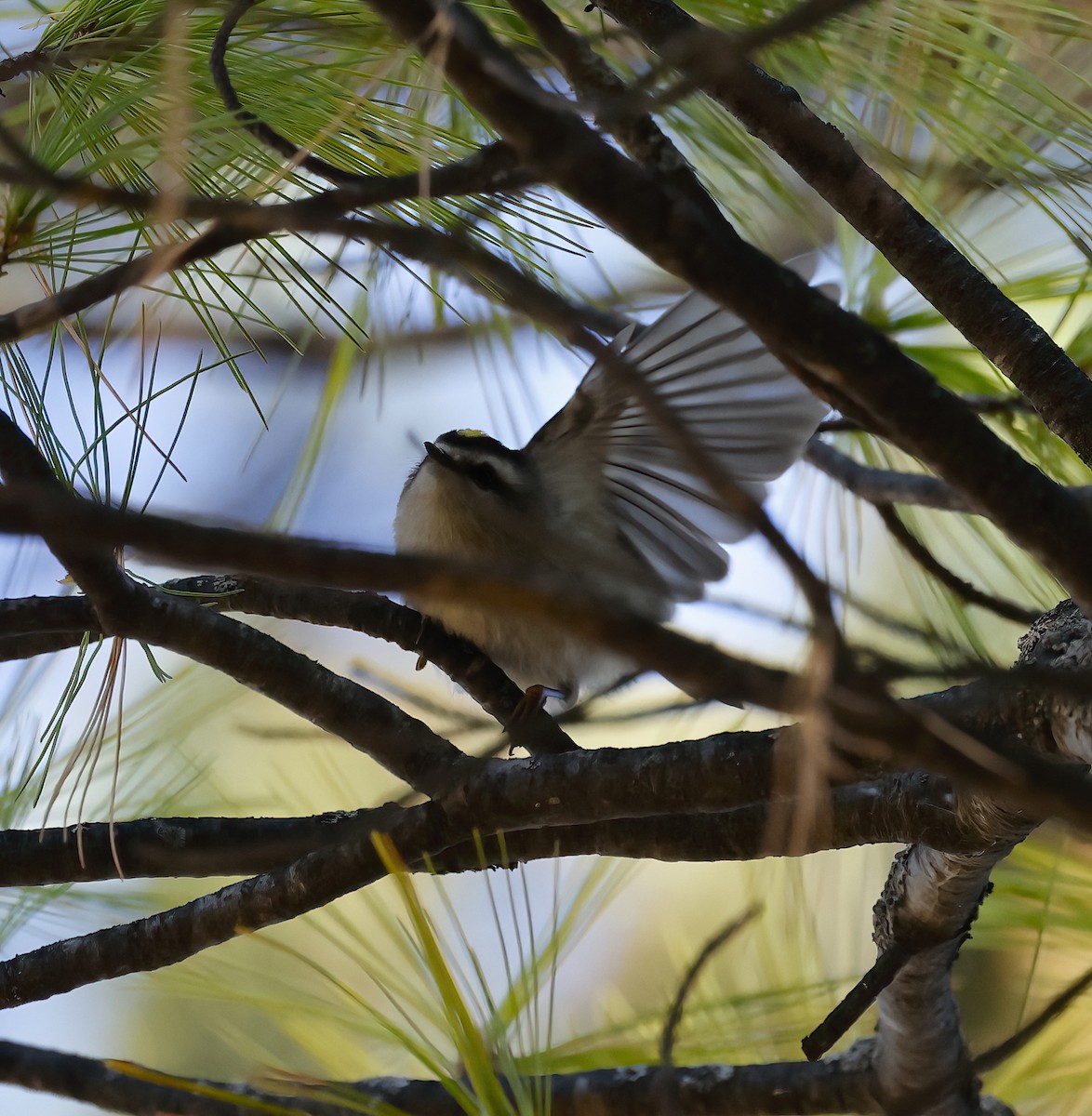 Golden-crowned Kinglet - ML500739481