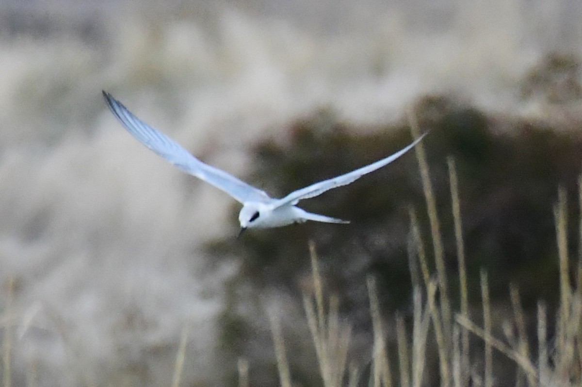 Forster's Tern - ML500740921