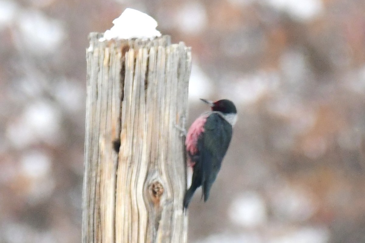 Lewis's Woodpecker - ML500741071