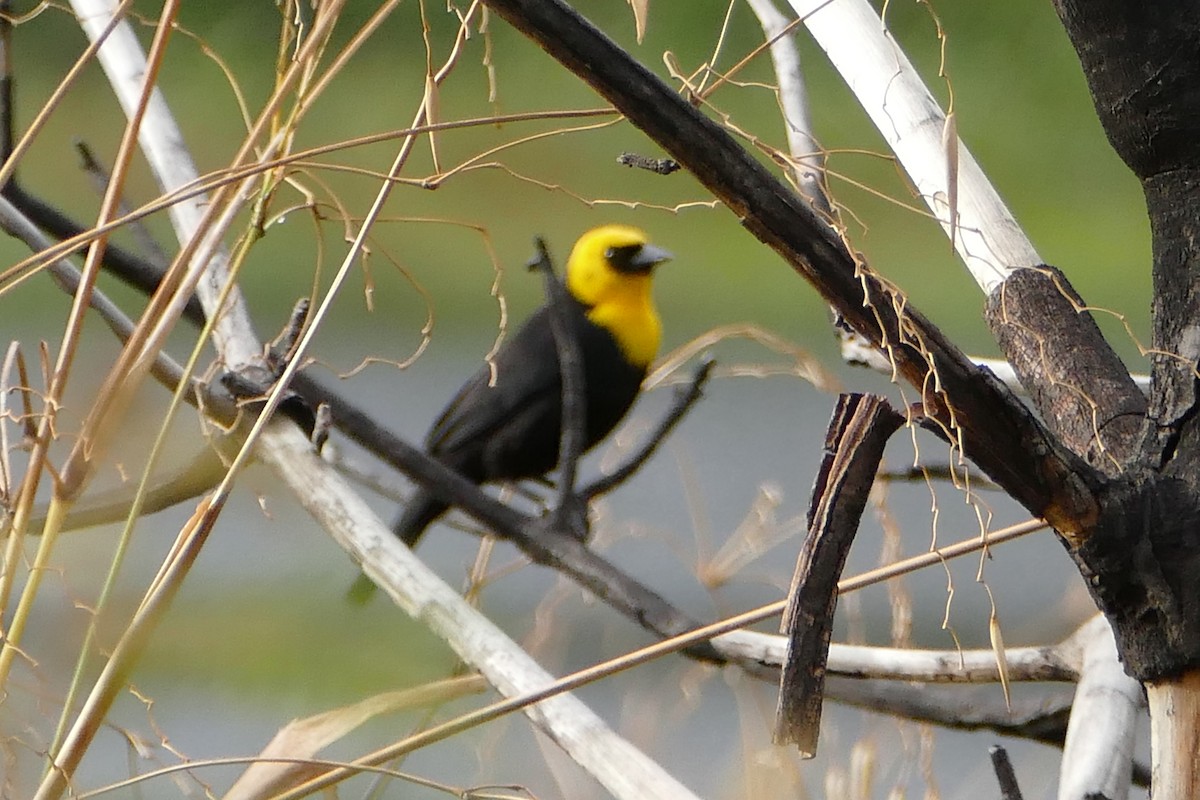 Yellow-hooded Blackbird - Peter Kaestner