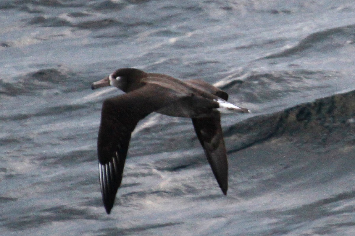 Black-footed Albatross - ML500743391