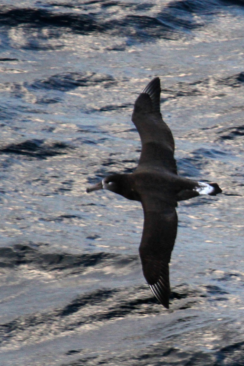 Black-footed Albatross - ML500743401