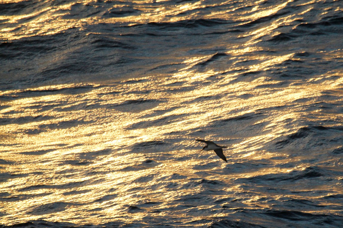 Buller's Shearwater - steve b