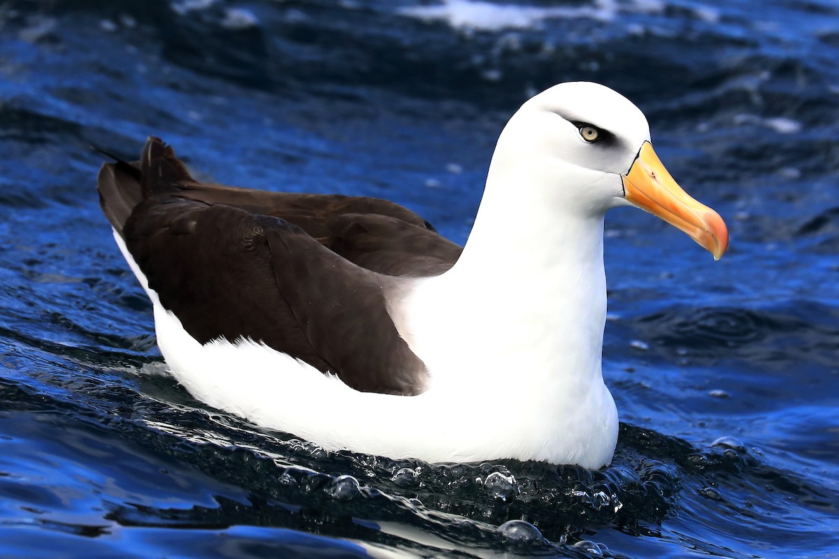 Black-browed Albatross (Campbell) - Peter Kyne