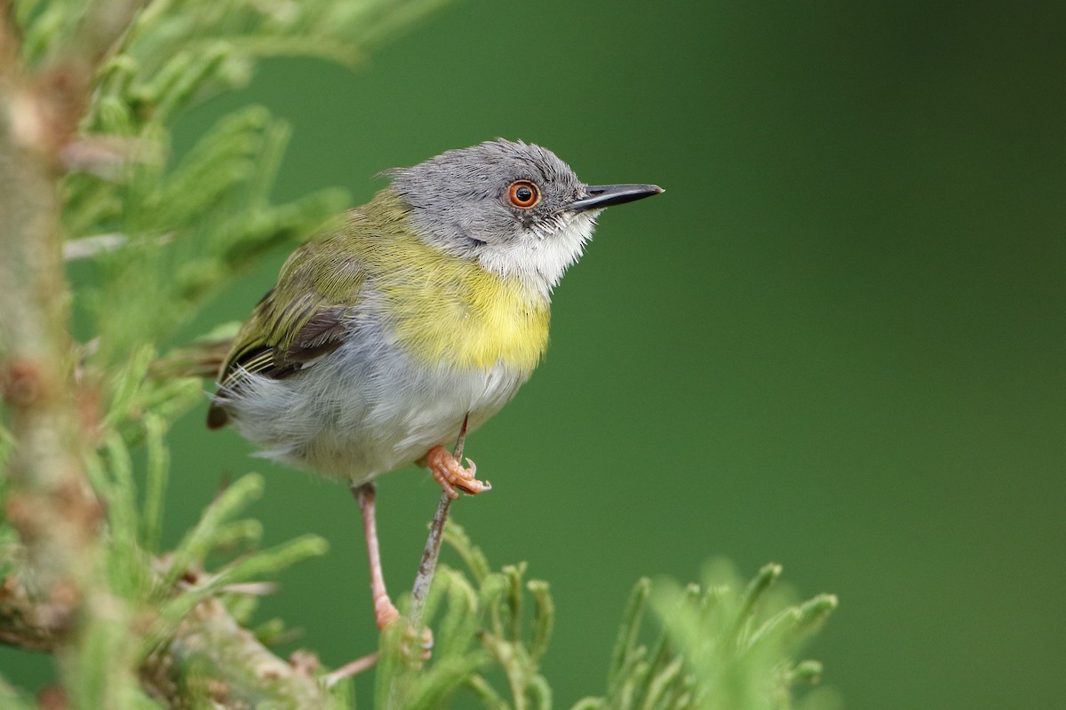 Yellow-breasted Apalis (Yellow-breasted) - ML500744771