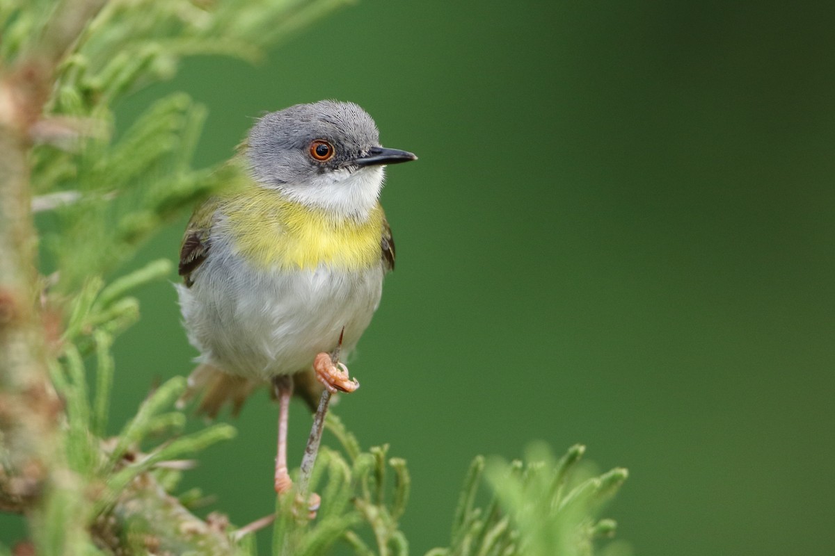 Yellow-breasted Apalis (Yellow-breasted) - ML500744781