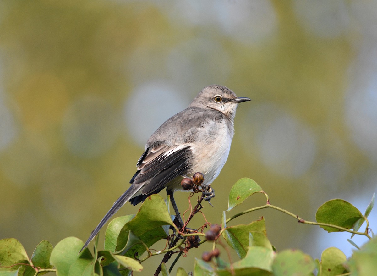 Northern Mockingbird - Ronan Pangie