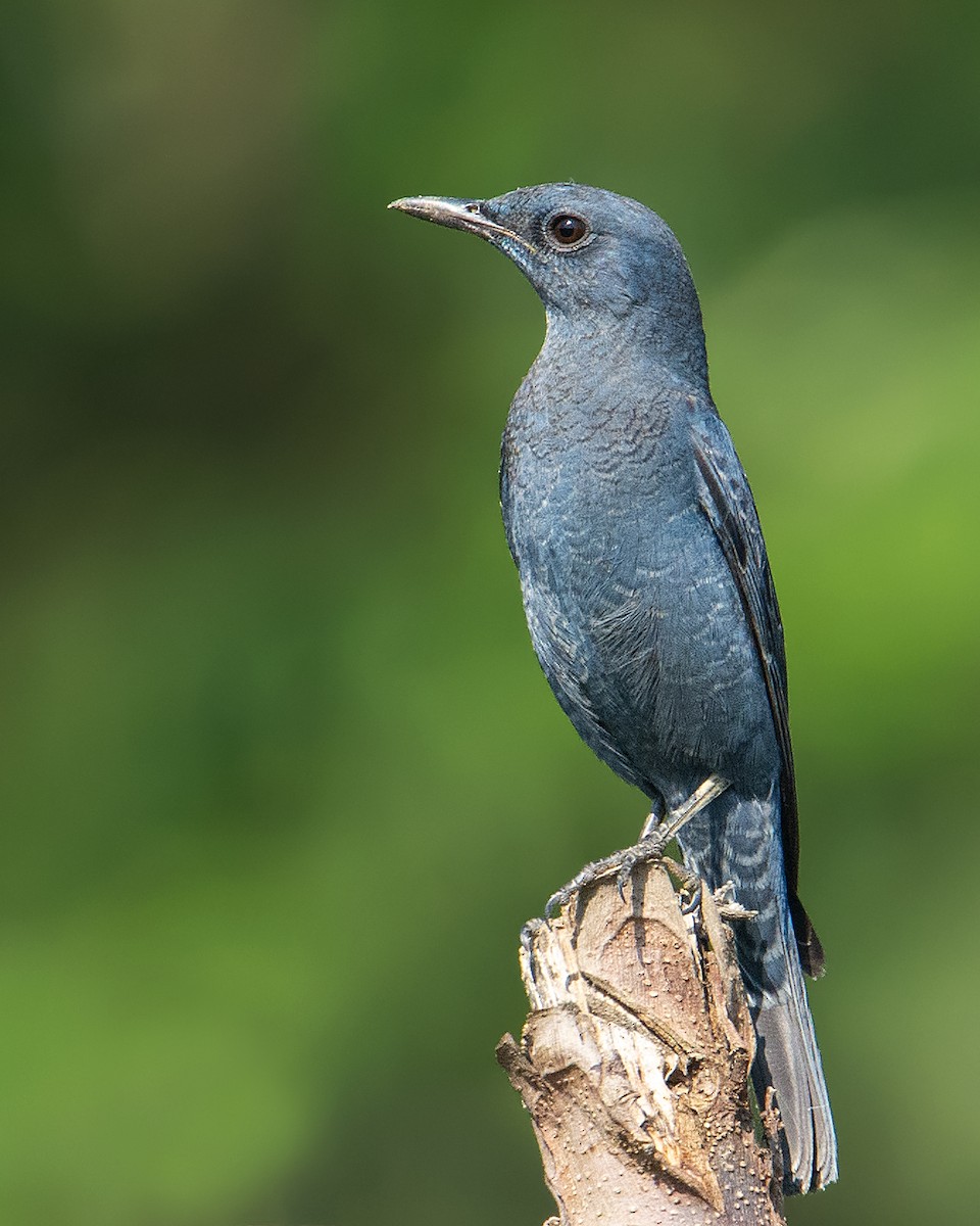 Blue Rock-Thrush - Pinak Paul