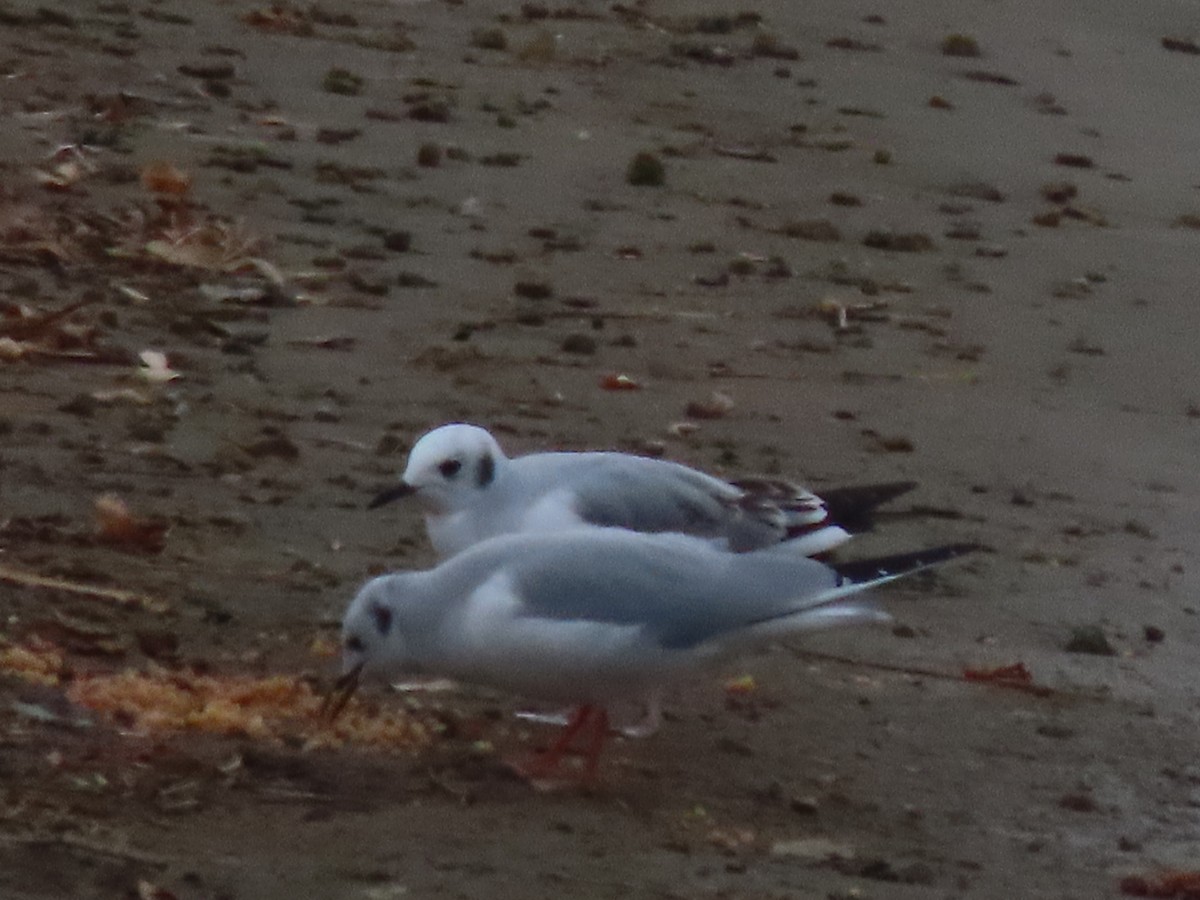 Mouette de Bonaparte - ML500748281