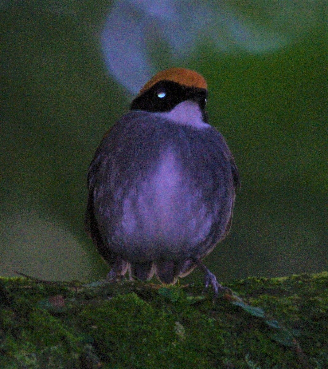 Black-cheeked Gnateater - Mats Hildeman