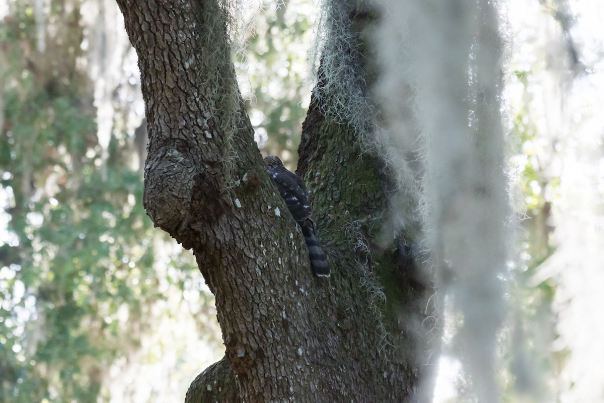 Cooper's Hawk - ML500751881