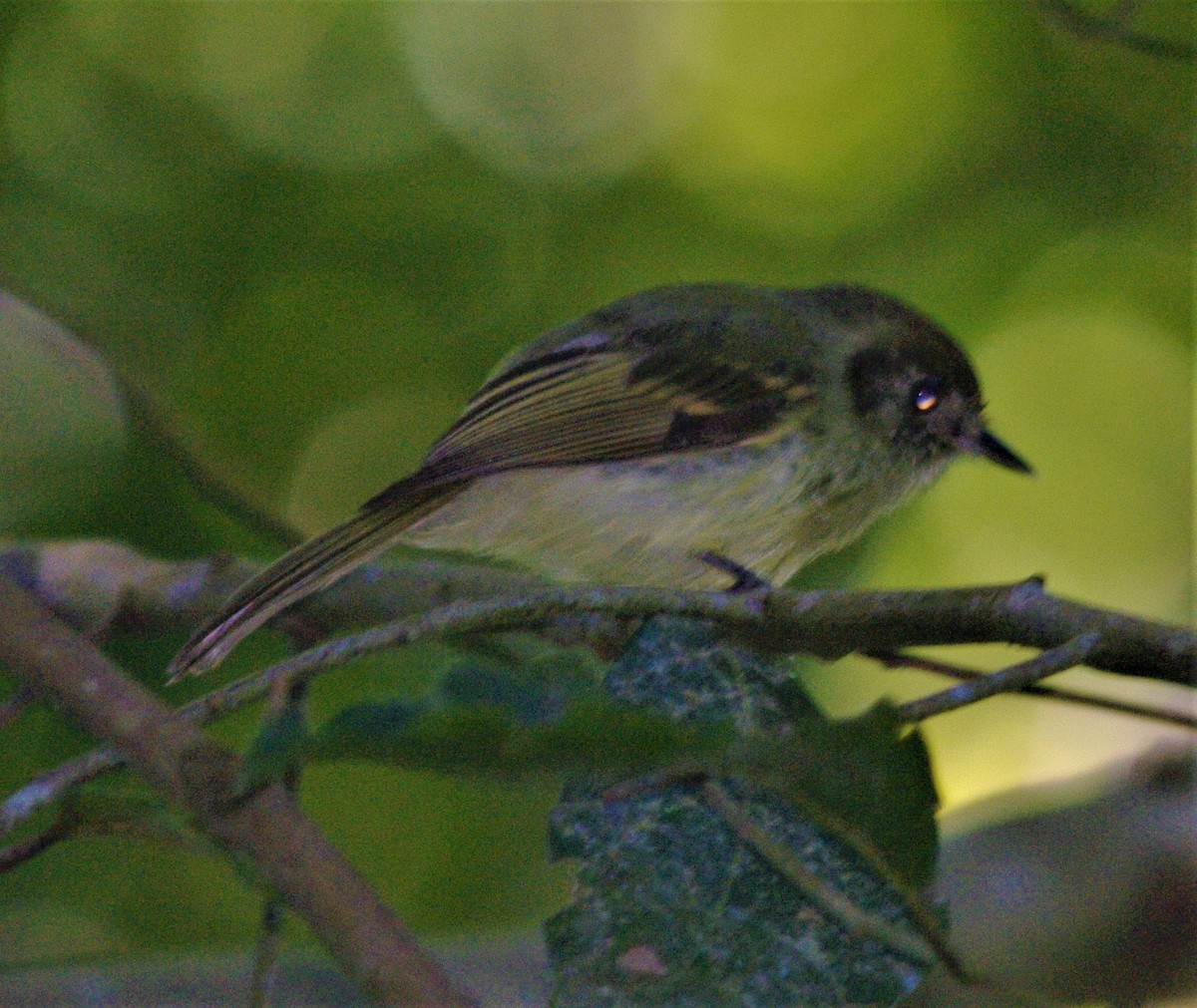 Sepia-capped Flycatcher - ML500751931