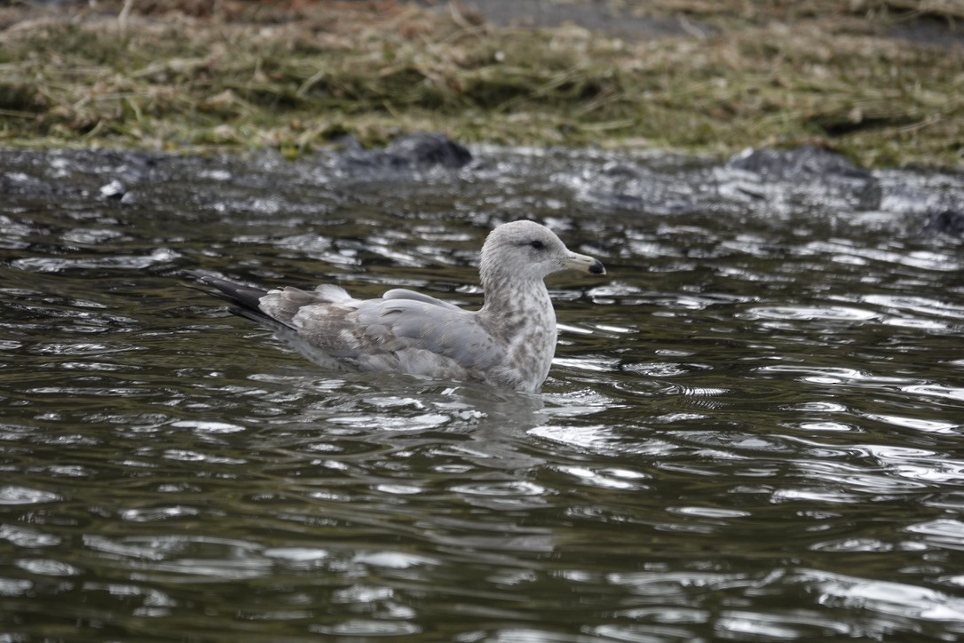 California Gull - ML500752131