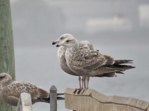 California Gull - ML500752151