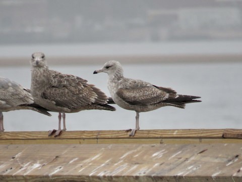 California Gull - Dan Rottino