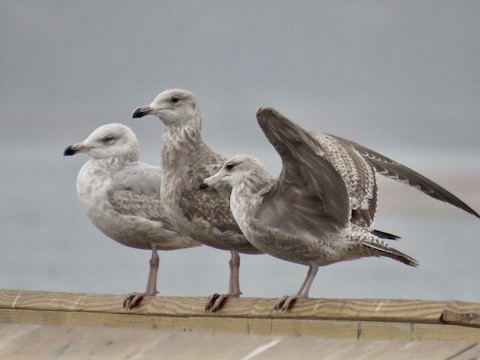 California Gull - Dan Rottino