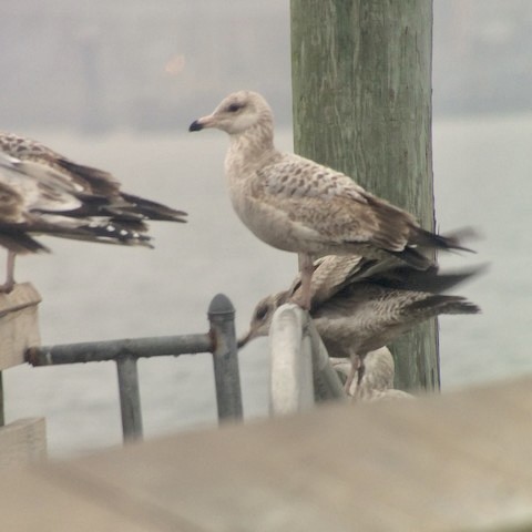 Herring Gull - ML500752211