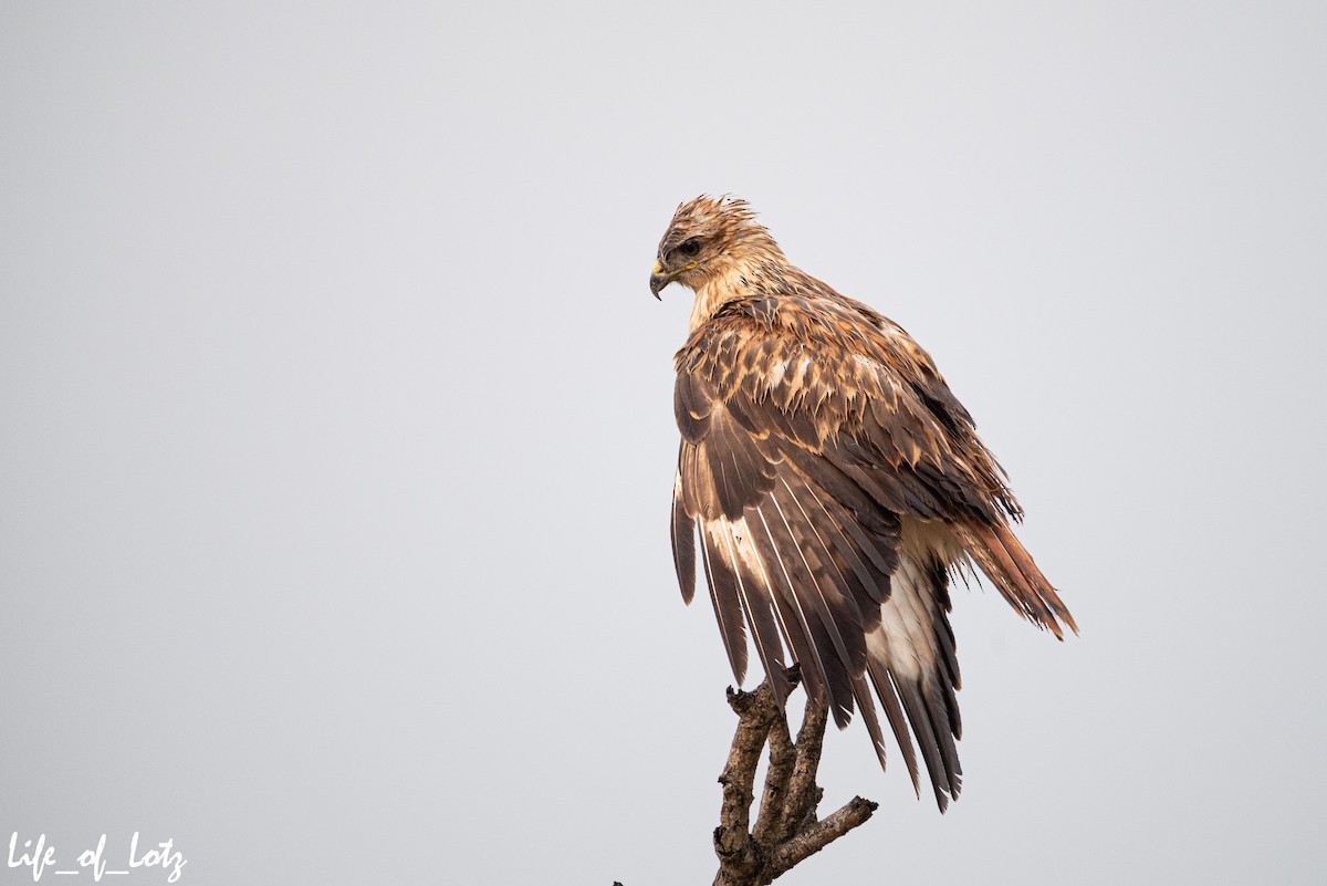 Wahlberg's Eagle - ML500752541