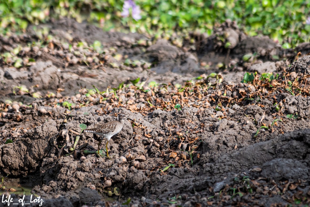 Wood Sandpiper - ML500752641