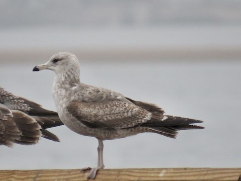 California Gull - Danny Rottino