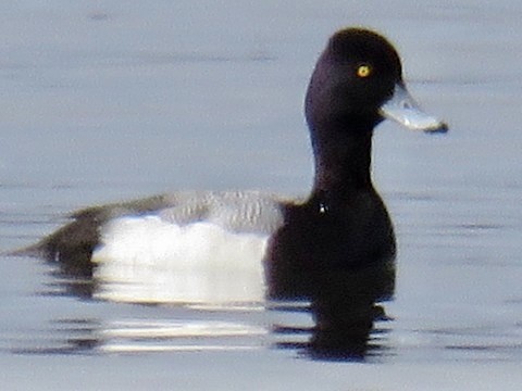 Lesser Scaup - Danny Rottino