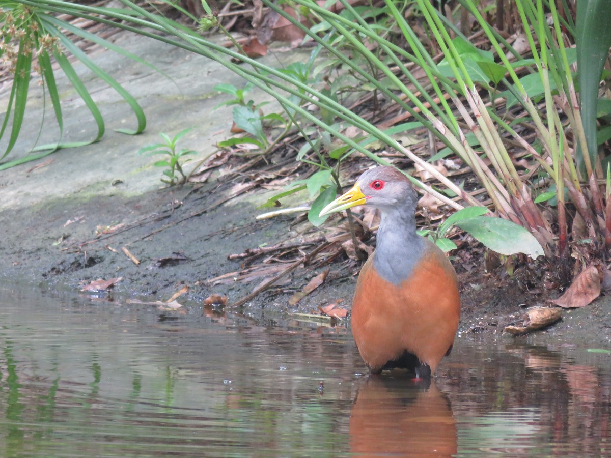 Gray-cowled Wood-Rail - ML500754031