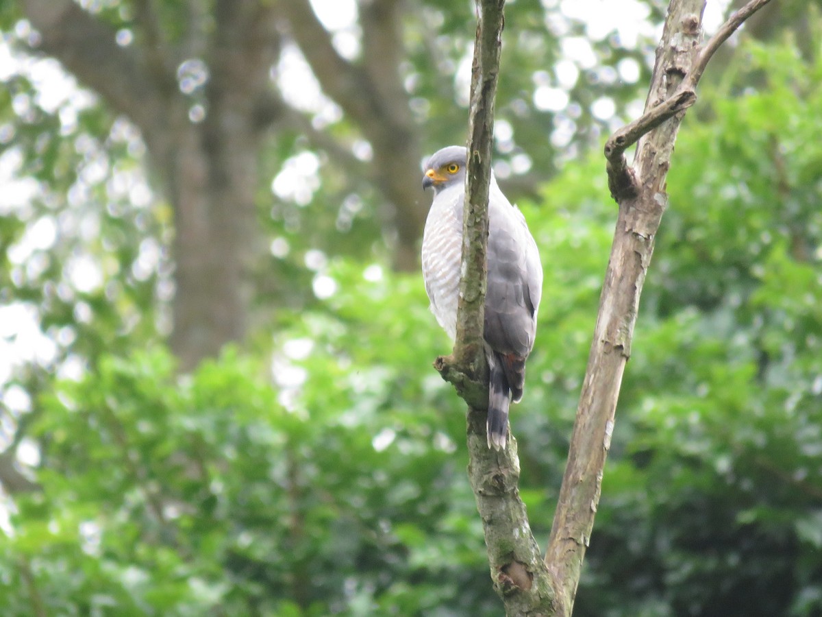 Roadside Hawk - ML500754061