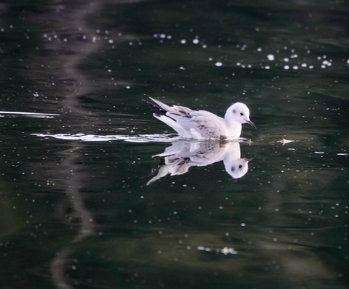 Bonaparte's Gull - ML500754351
