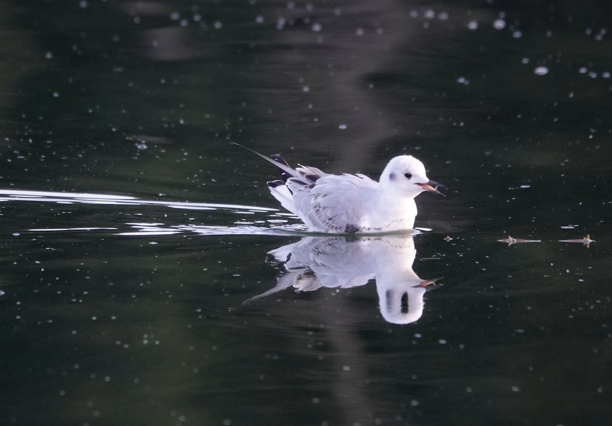 Bonaparte's Gull - ML500754411