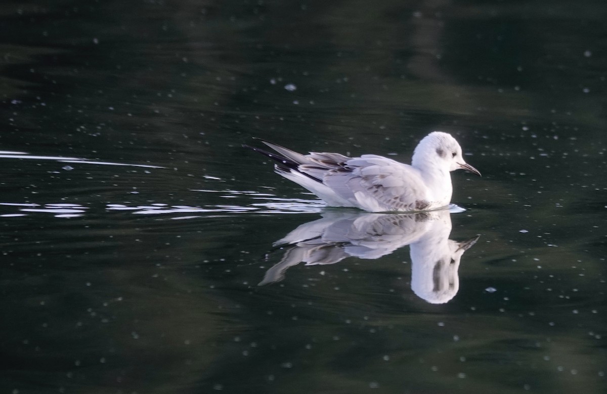 Bonaparte's Gull - ML500754421
