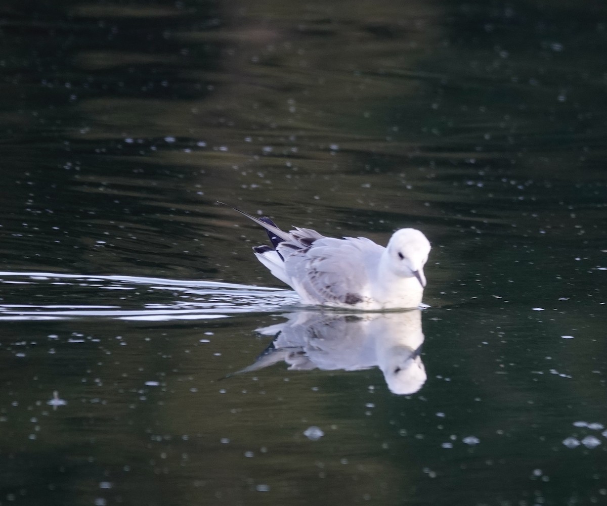 Bonaparte's Gull - ML500754451