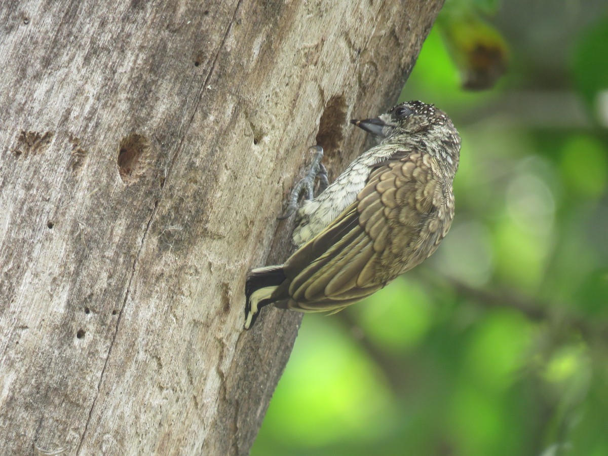 Scaled Piculet - ML500754531