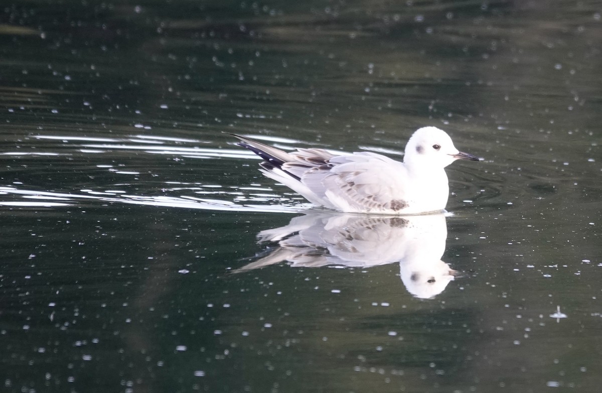 Bonaparte's Gull - ML500754541
