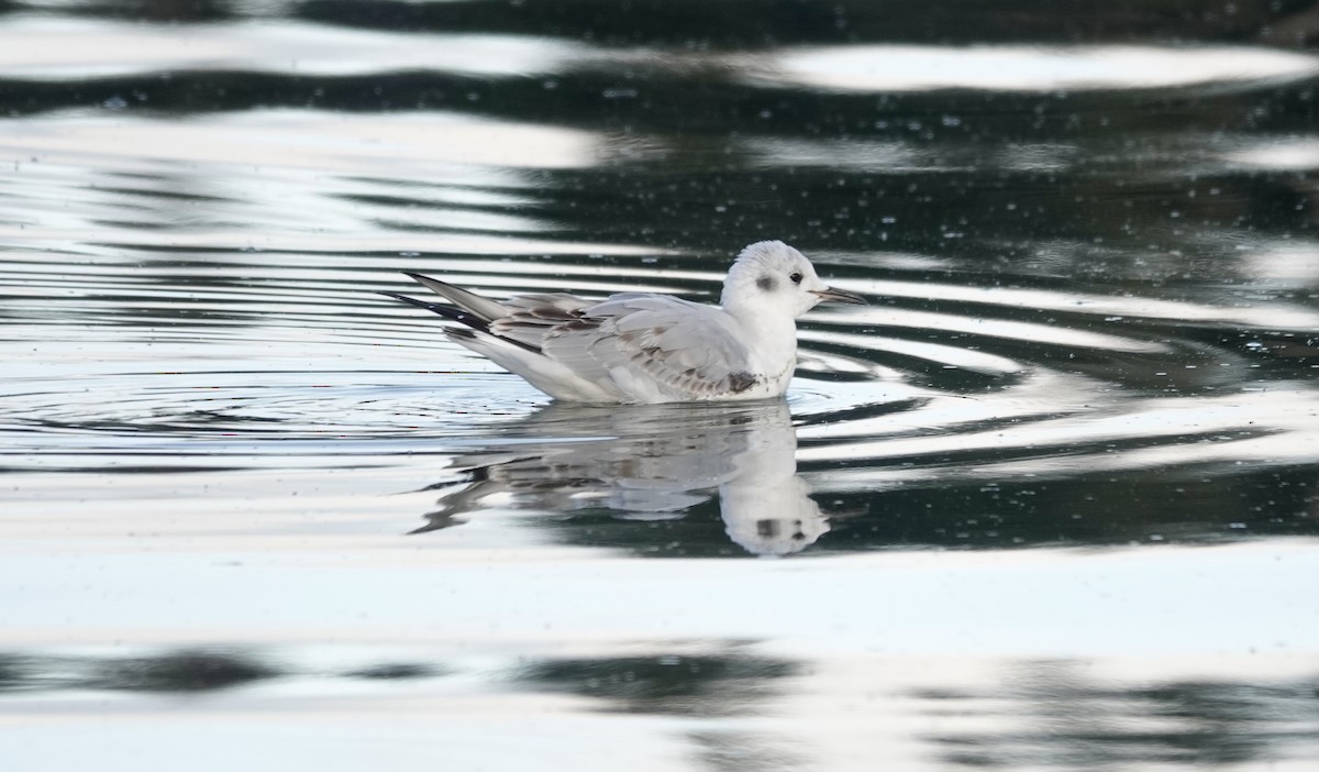 Bonaparte's Gull - ML500754841
