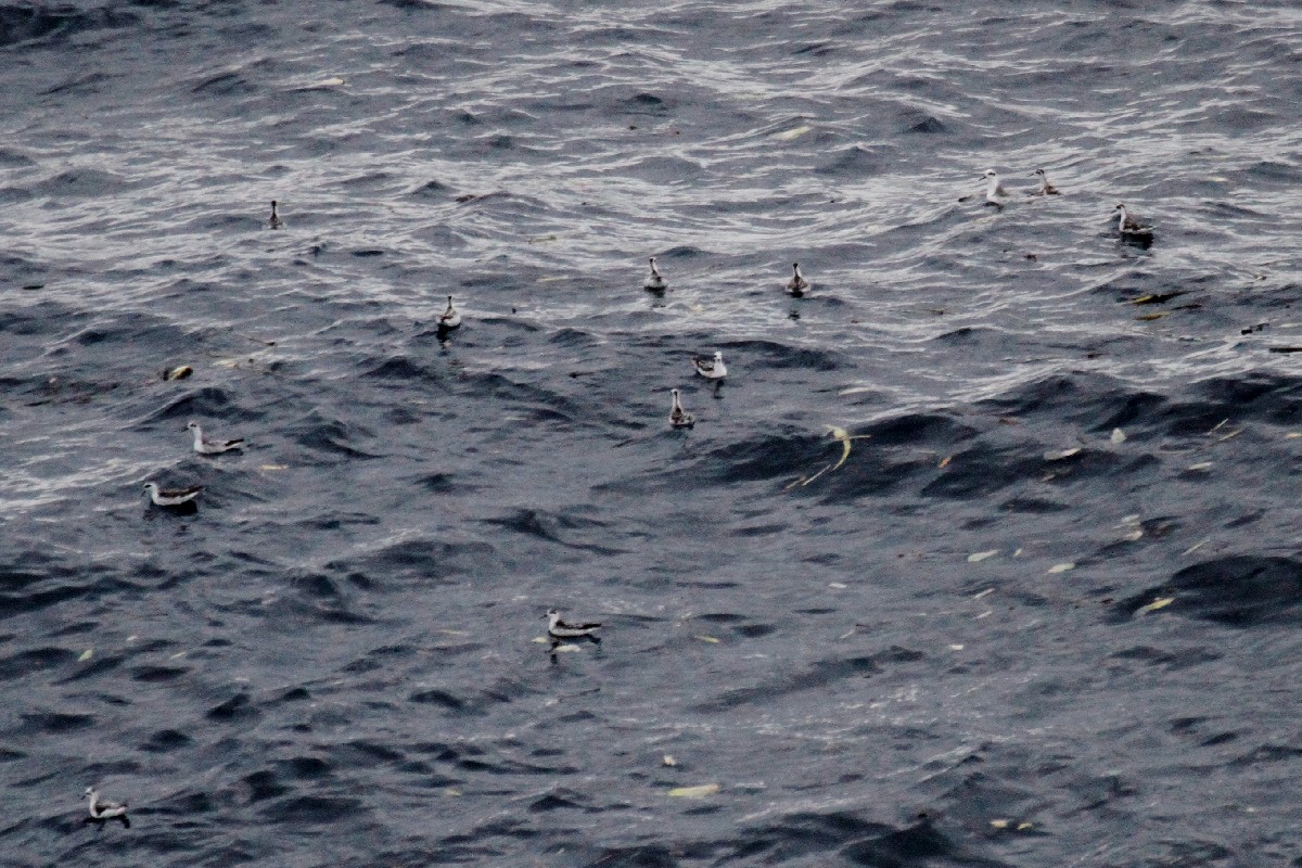 Улаан сэлээхэй - ML500754901