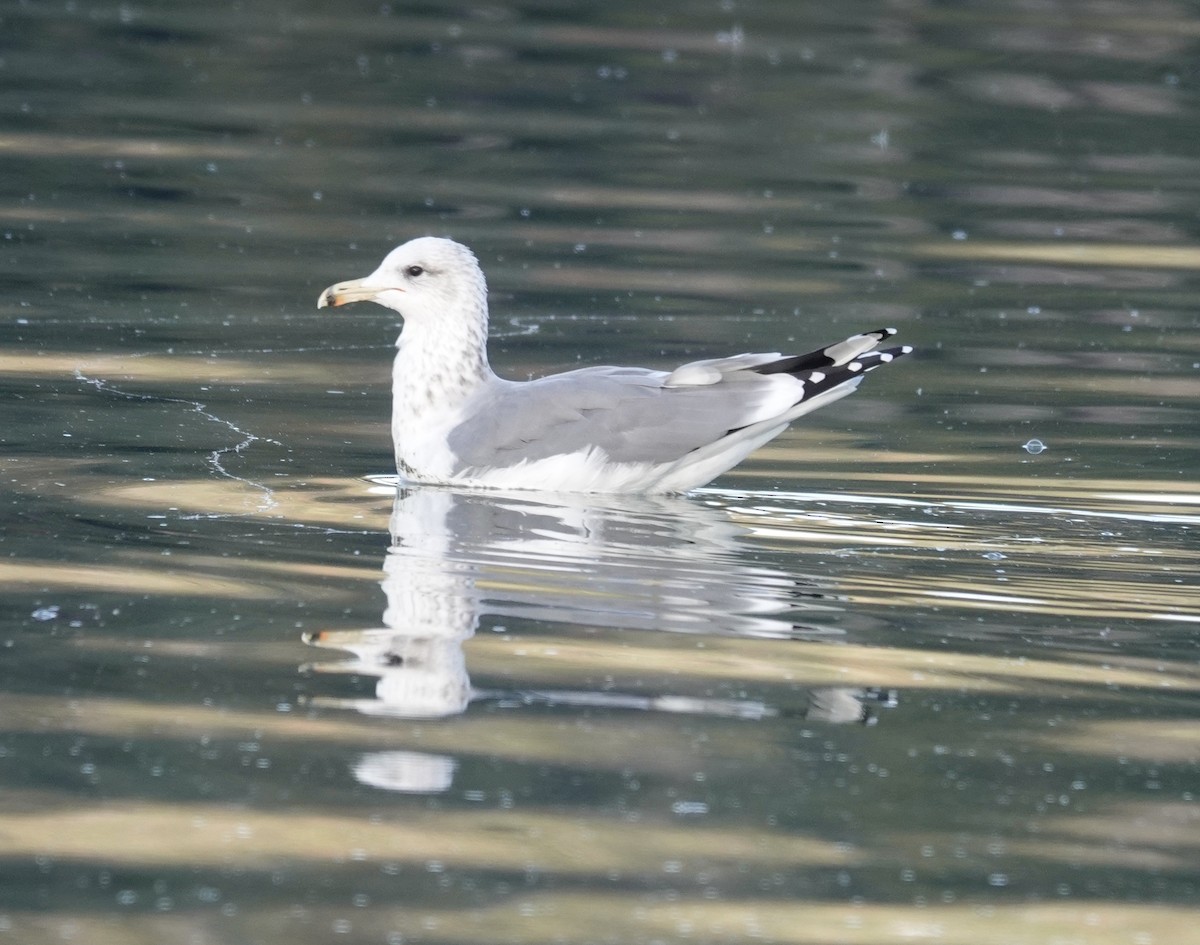 Gaviota Californiana - ML500754921