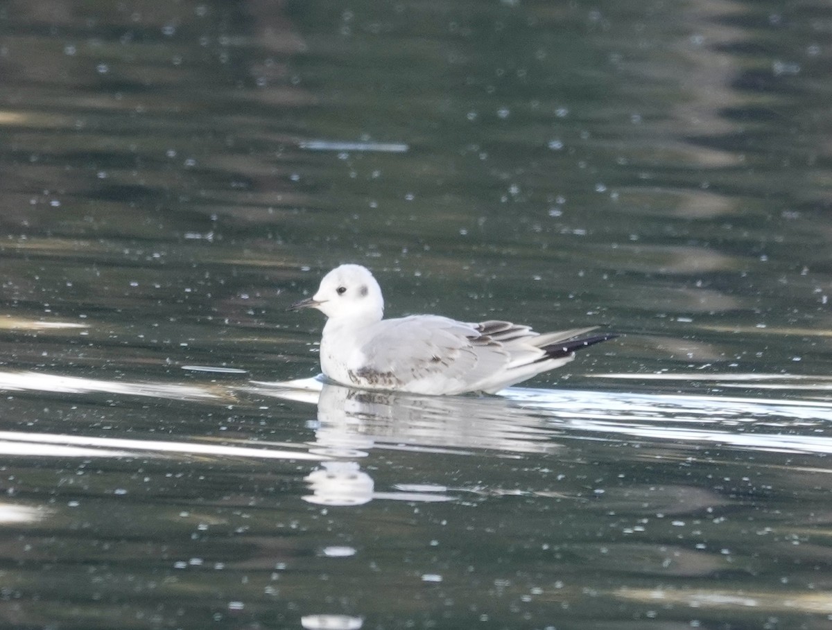 Bonaparte's Gull - ML500755151