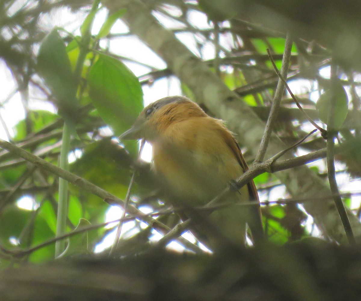 Chestnut-crowned Becard - ML500755361