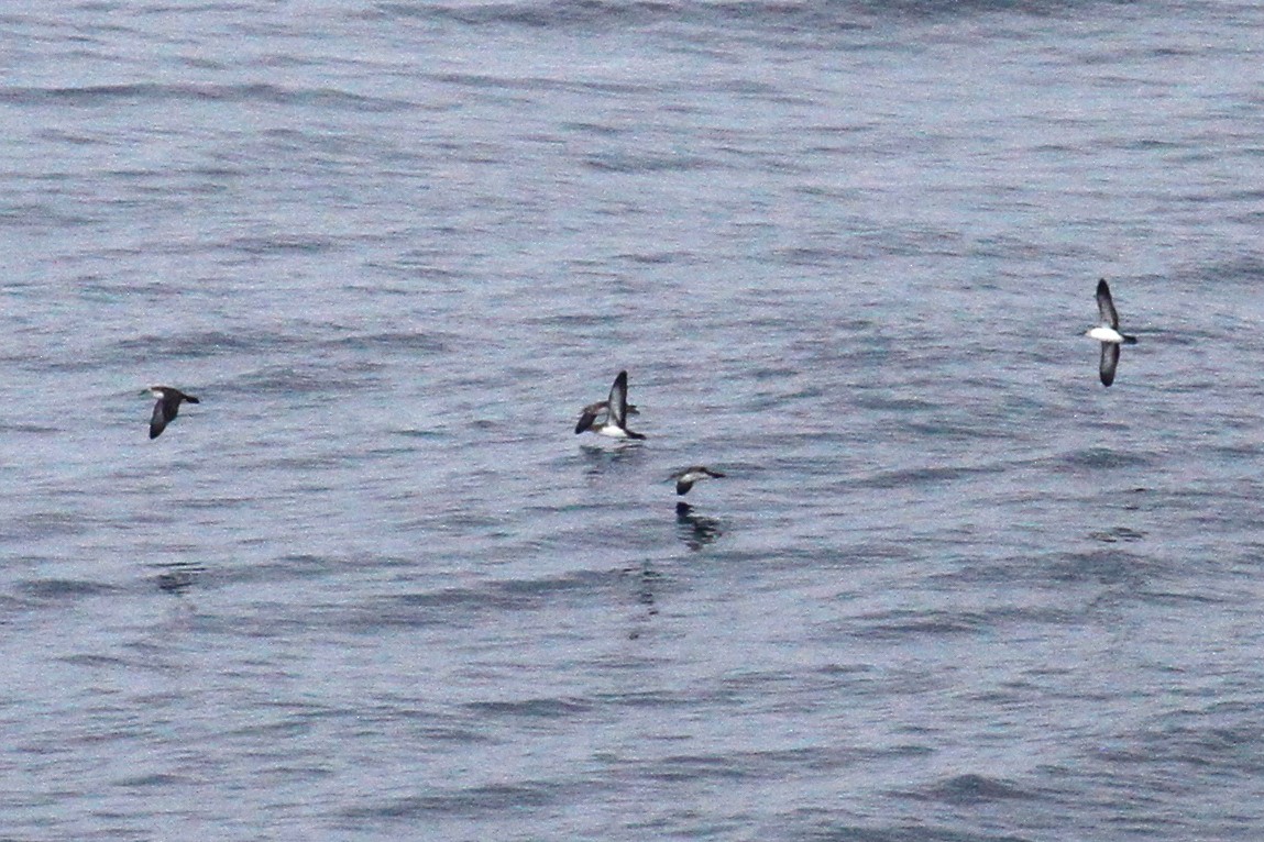 Black-vented Shearwater - steve b