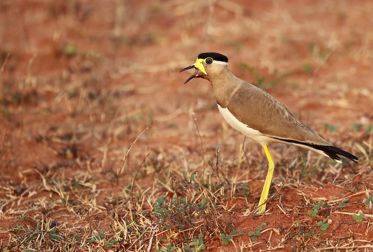 Yellow-wattled Lapwing - Surendhar Boobalan