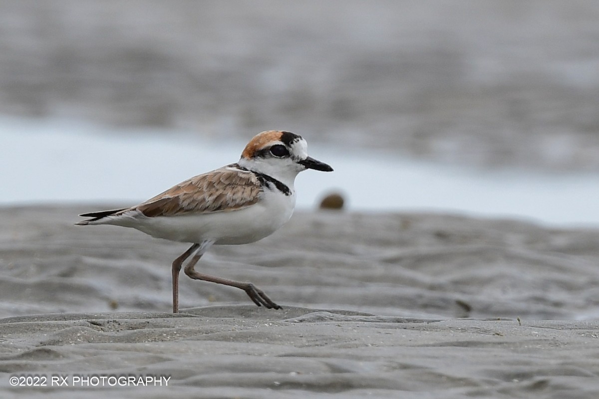 Malaysian Plover - ML500756911