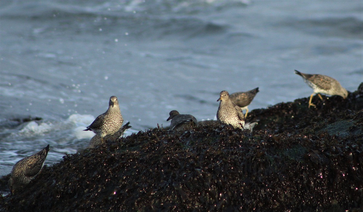 Surfbird - ML50075851