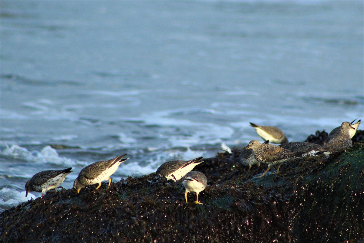 Surfbird - ML50075861