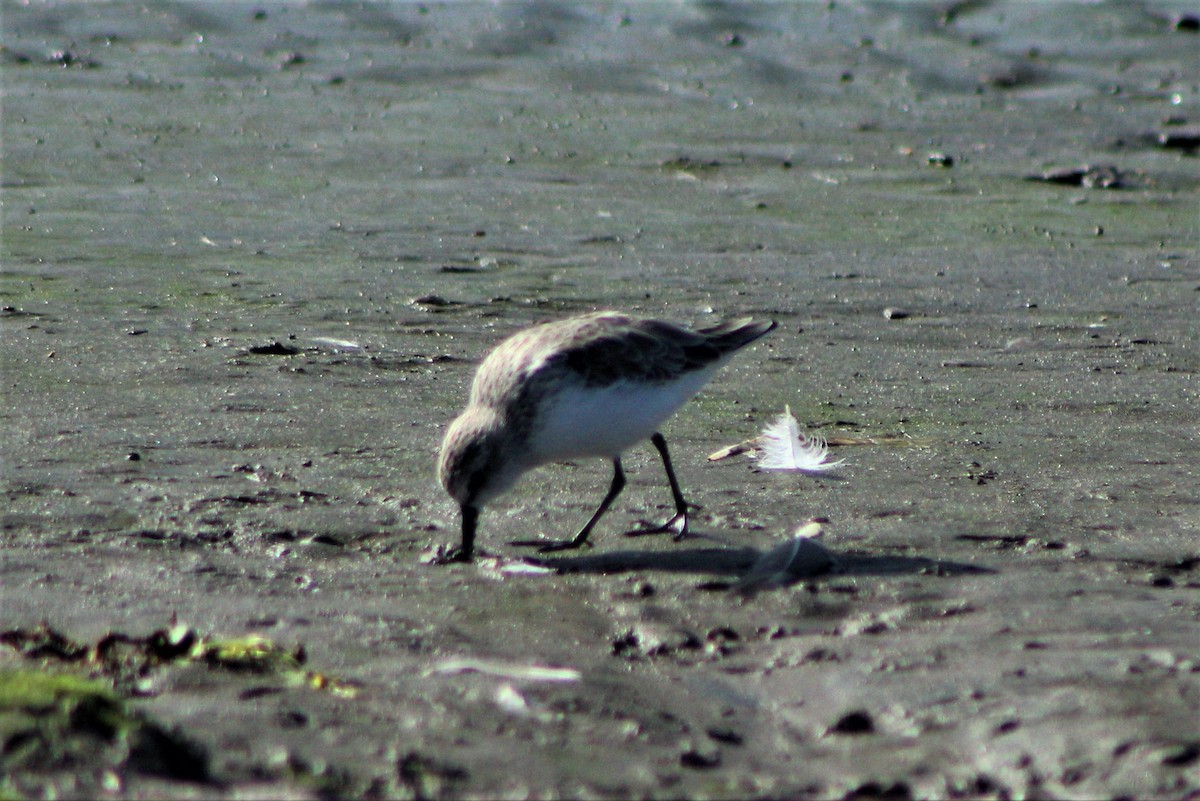 Semipalmated Sandpiper - ML50075881