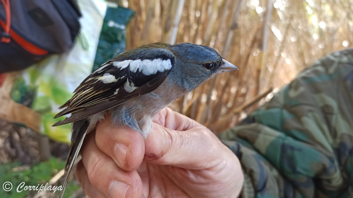 African Chaffinch (African) - ML500758851