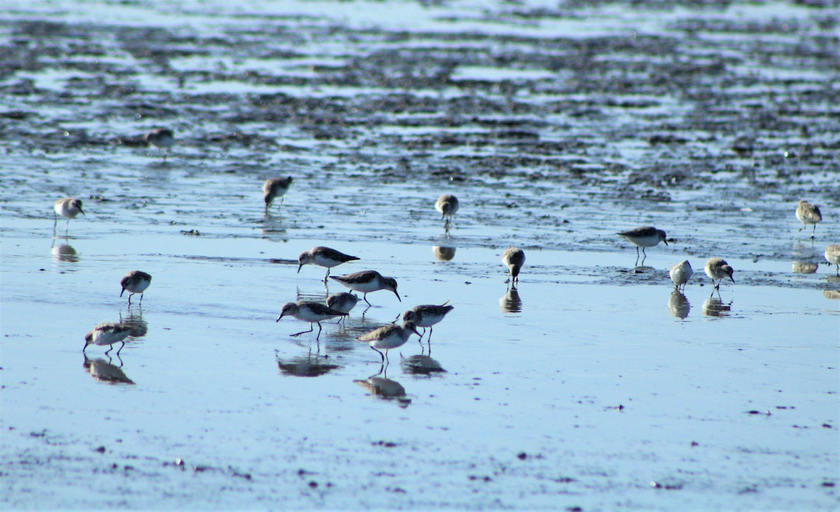 Semipalmated Sandpiper - ML50075911