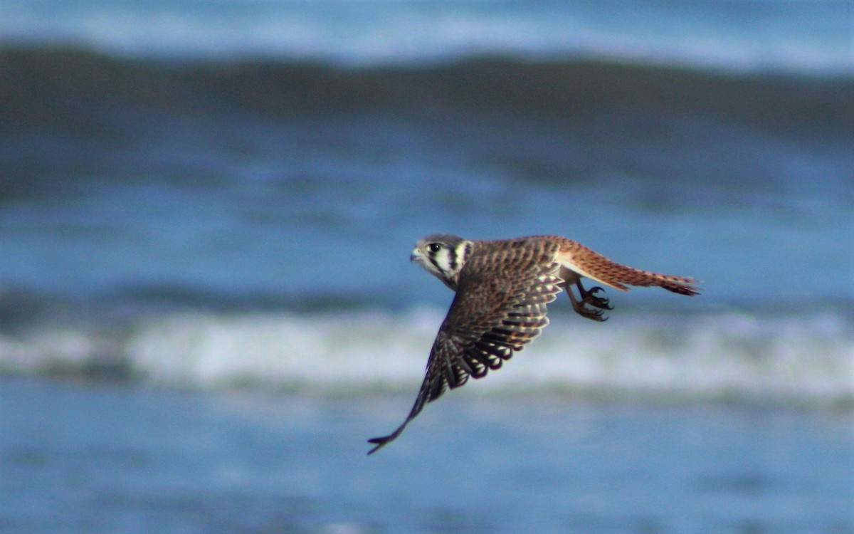 American Kestrel - Matías Garrido 🐧